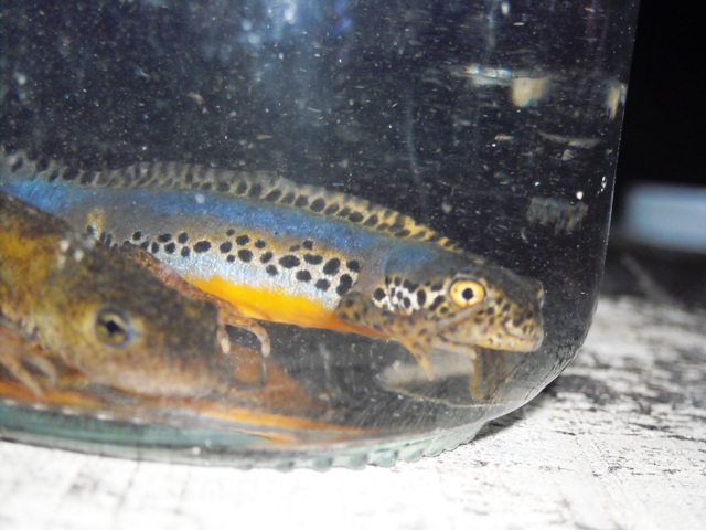 anfibi favolosi nel casentino